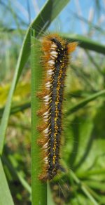 cley cat crop.jpg