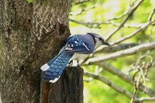 BlueJay (Large).jpg