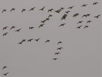 geese flock.jpg
