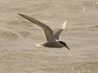 common tern balaggan pt may 2.jpg