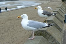 LBB+Herring_Ayr_21Jun09.JPG