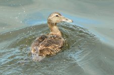 Eider1_Ayr_17Jun09.JPG