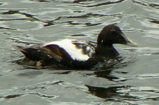 Eider2_Ayr_17Jun09.JPG