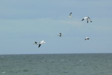 Gannets1_Lendalfoot_20Jun09.JPG