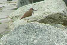 CommonSandpiper_Lendalfoot_17Jun09.JPG