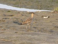 Little Curlew (1024x768).jpg