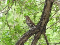 Chinese Thrush (1024x768).jpg