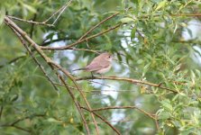 4.GardenWarbler.JPG