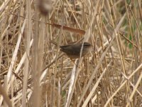 Radde's Warbler (1024x768).jpg