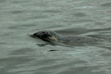 Seal_Girvan_17Jun09.JPG