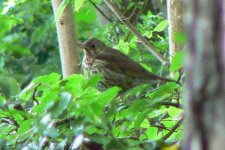 Thrush_Ayr_18Jun09.JPG