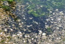 22 Tadpoles at Faneromeni Ford Lesvos 2009 (600 x 402).jpg