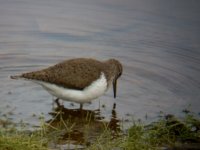 sandpiper   5.jpg