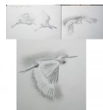 egret flight sketches.jpg