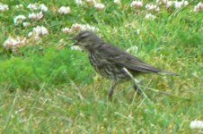 RockPipit2_Arran_19Jun09.JPG