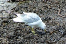 MewGull1_Arran_19Jun09.JPG