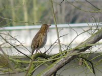 L1250294_Song Thrush.jpg