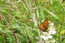 Dark Green Frit 4.jpg