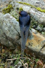 Swallow1_LochDoon_20Jun09.JPG