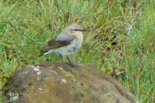 Wheatear_LochDoon_20Jun09.JPG