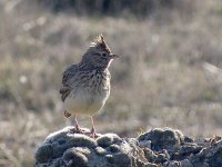 L1260290_Thekla Lark.jpg