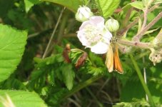 Essex Skipper.jpg