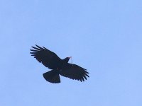 L1260300_Red-billed Chough.jpg