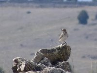 L1260312_Calandra Lark.jpg