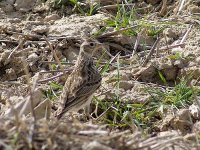 L1260313_Crested Lark.jpg