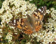 Painted Lady 25 May.jpg