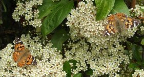 Painted Ladies  resting 25 May.jpg