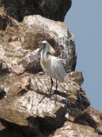 Spoonbill (768x1024) (768x1024).jpg