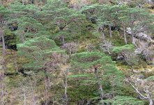 4 Old Caledonian Pine Forest, SE shore of Loch Shiel.jpg