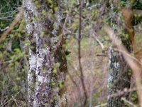 5 Wren in oak forest, Salen Ardnamurchan.jpg