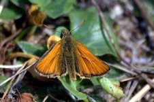 Small Skipper (R).jpg