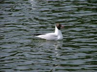 1 Black-headed Gull.jpg