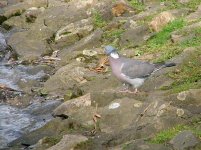 3 Wood Pigeon.jpg