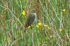 SedgeWarbler_Traboch_21Jun09.JPG