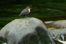 Dipper_Stair_21Jun09.JPG