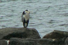 Heron_Barassie_21Jun09.JPG