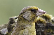 Greenfinch-portrait-IMG_559.jpg