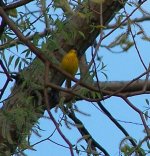 Yellow Warbler (3).JPG