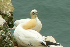 Gannet4_Bempton_22Jun099.JPG