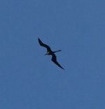 Magnificent Frigatebird.JPG