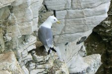 Kittiwake_Bempton_22Jun09.JPG