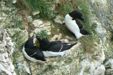 Razorbill_Bempton_22Jun09.JPG