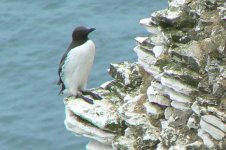 Guillemot_Bempton_22Jun09.JPG