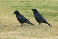 Crows_Ayrshire_21Jun09.JPG