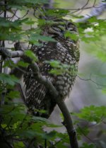 2700 spotted owl 1.jpg