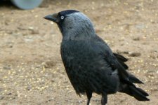 Jackdaw_Ayr_21Jun09.JPG